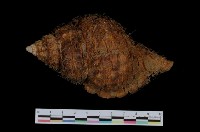 藏品(黑齒法螺)的圖片